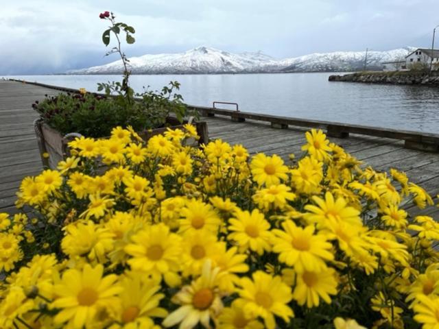 1. Etg I Dampskipsbrygga, Lodingen Havn ภายนอก รูปภาพ
